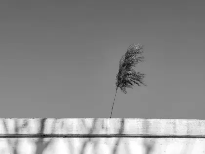 Jazz Kasino Mobilní aplikace